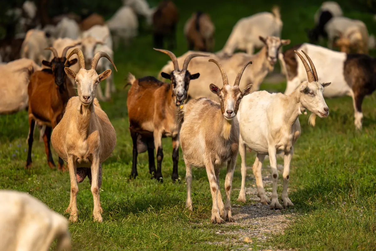 A small herd crowding a hay feeder for goats at feeding time