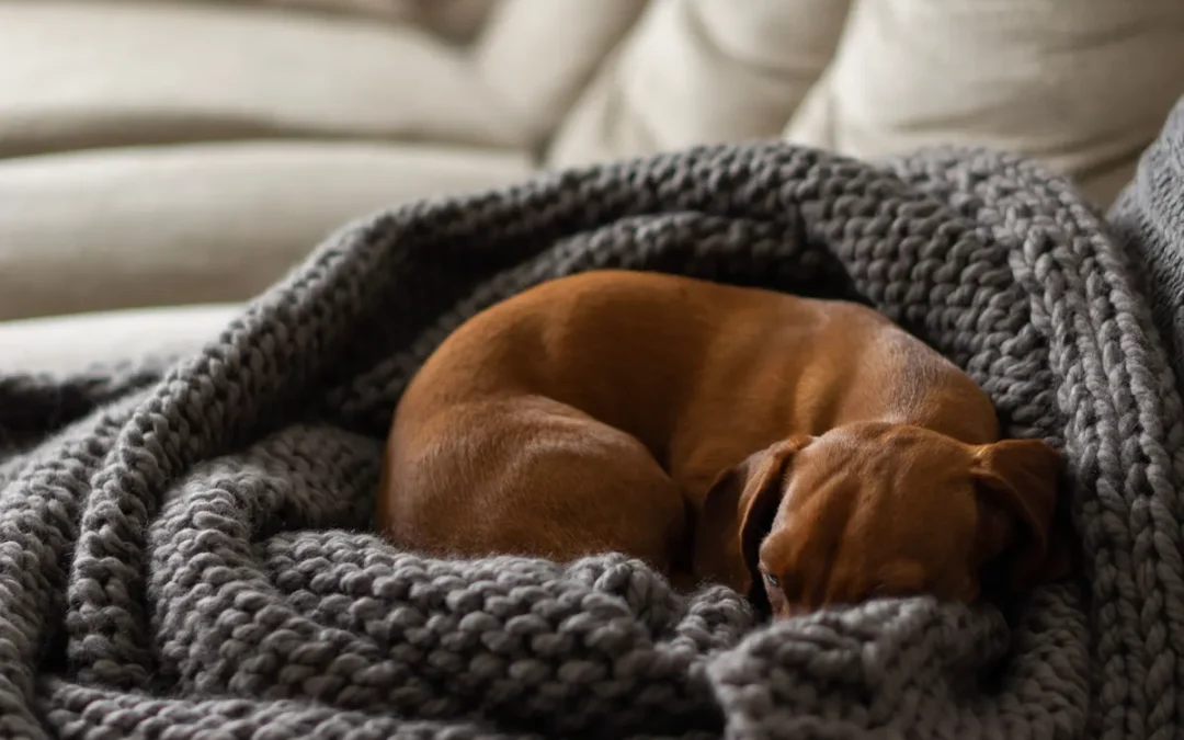 Dog curled up warm, what a heated dog bed is for in winter