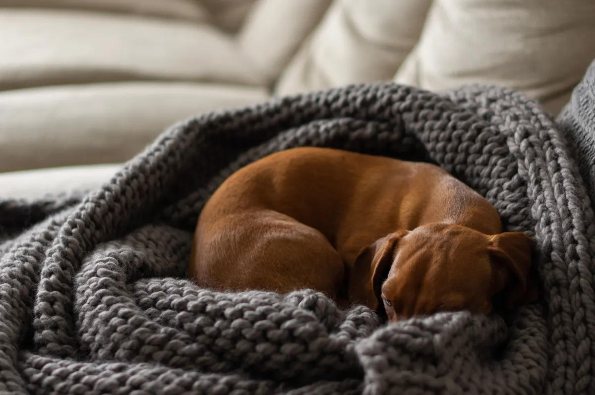 Dog curled up warm, what a heated dog bed is for in winter
