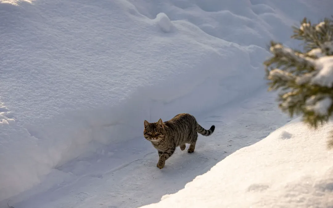 Heated Outdoor Cat House: 8 Best Picks for a Real Winter