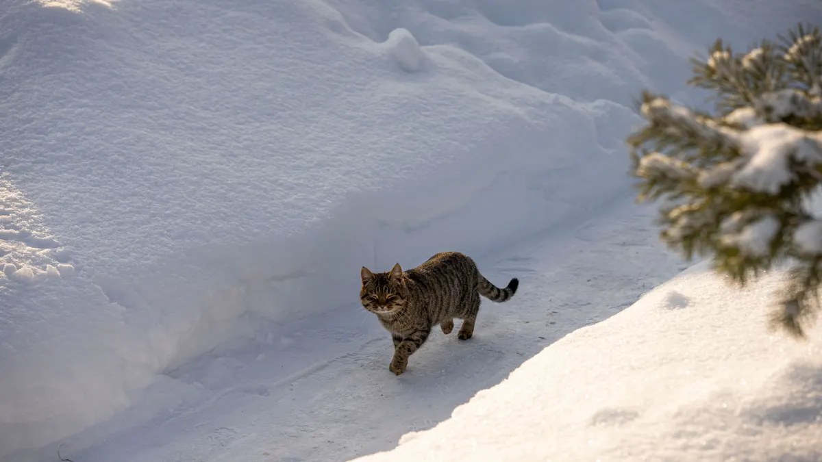 Cat in the snow, the cat a heated outdoor cat house is for