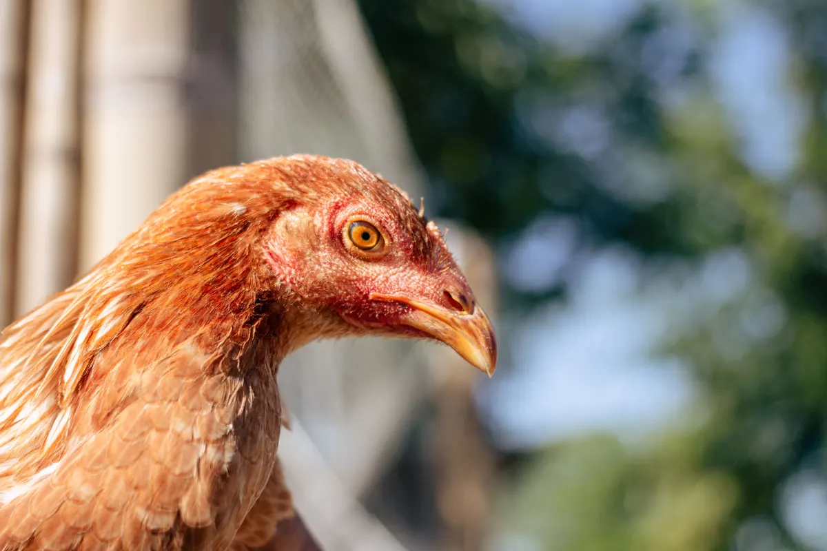 Close up of a hen, the customer for any chicken waterer