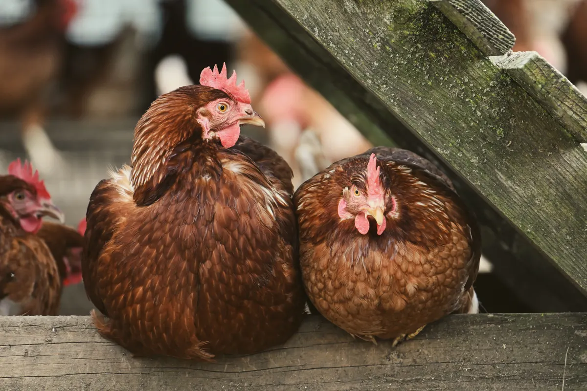 Hens on a roost bar inside a coop