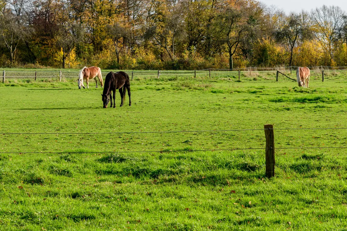 Horses grazing in a pasture, the turnout hours a horse fly sheet covers