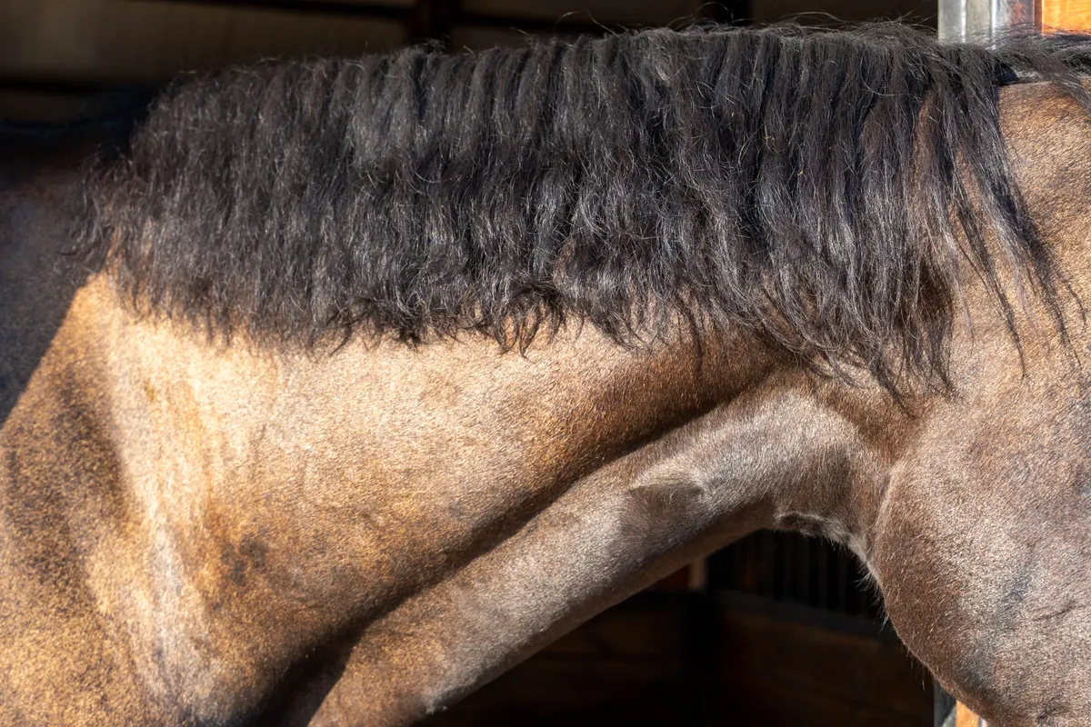 Close up of a horse mane and shoulder, where a fly sheet lining rubs