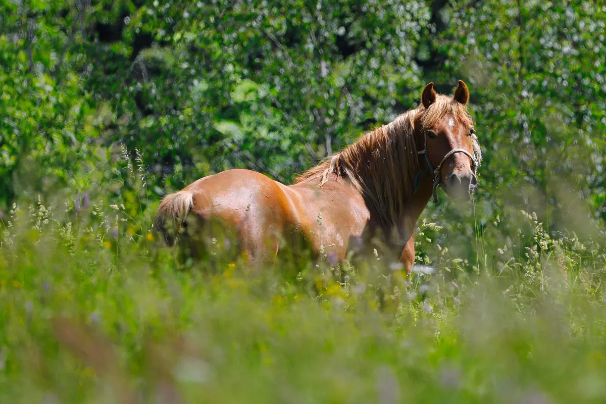 Brown horse turned out in a green summer field, where a horse fly mask earns its keep