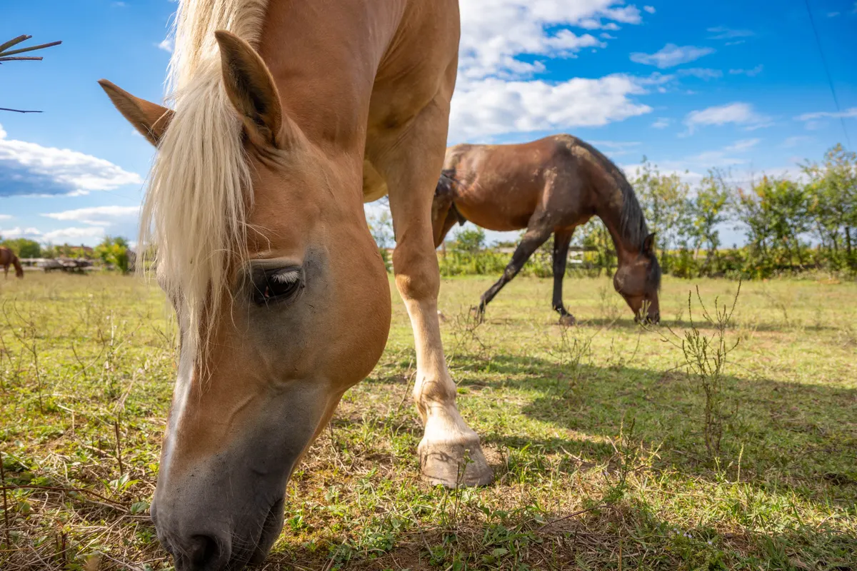 Horse turned out in a summer pasture, the hours a horse fly sheet covers