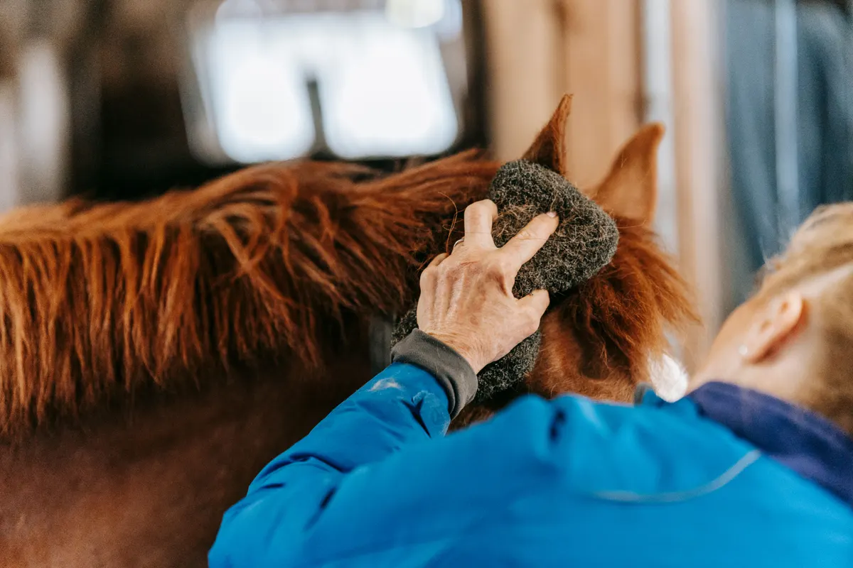 Grooming a horse, the routine a fly spray fits into