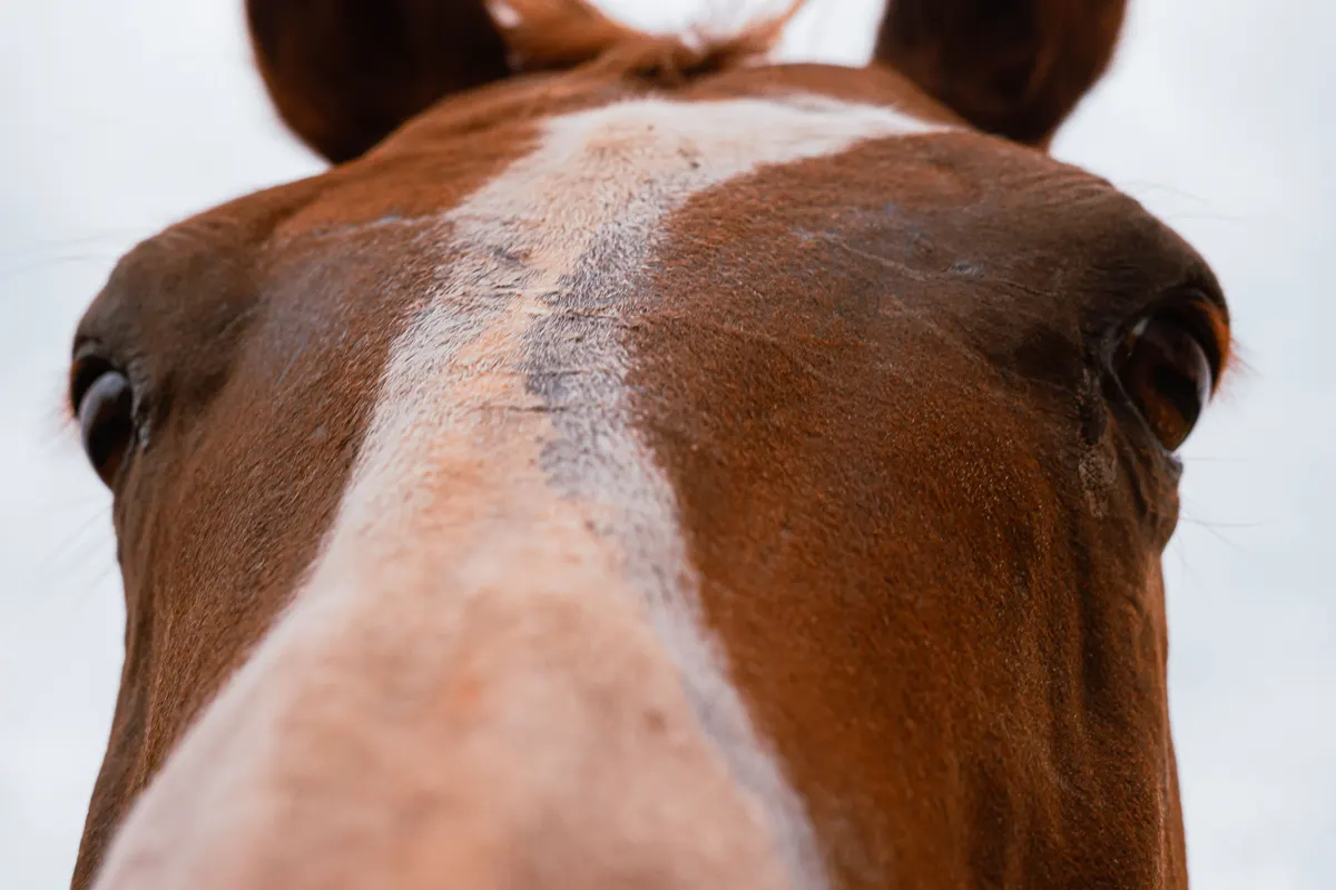 Horse face and ears, the area owners treat most carefully