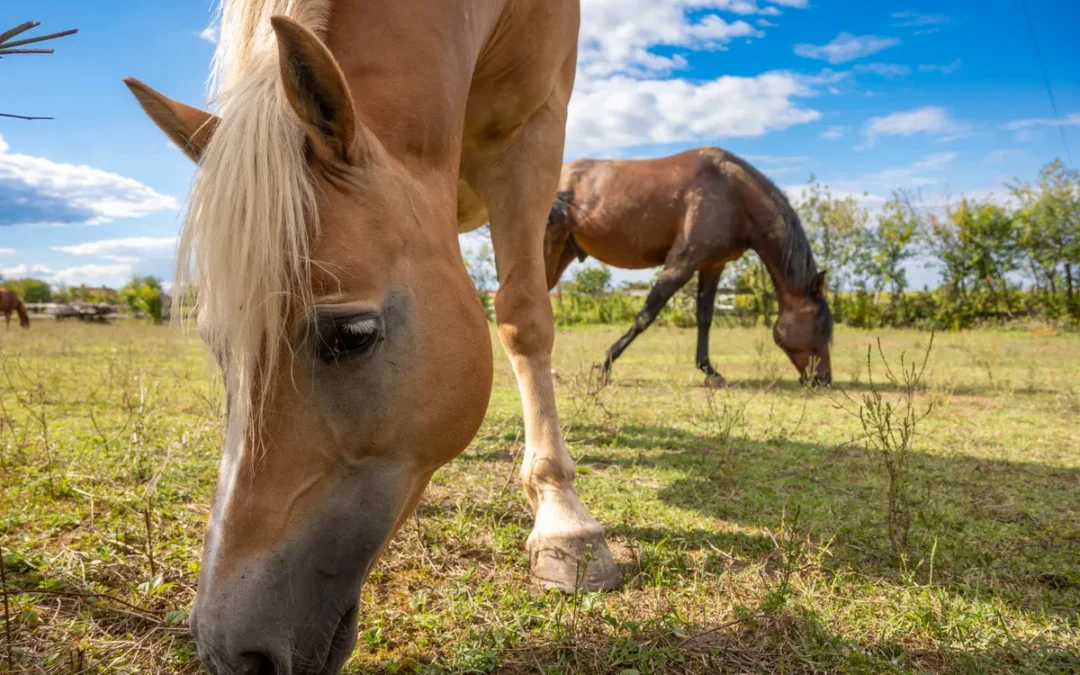 Horse grazing in summer pasture, fly season for horse fly spray
