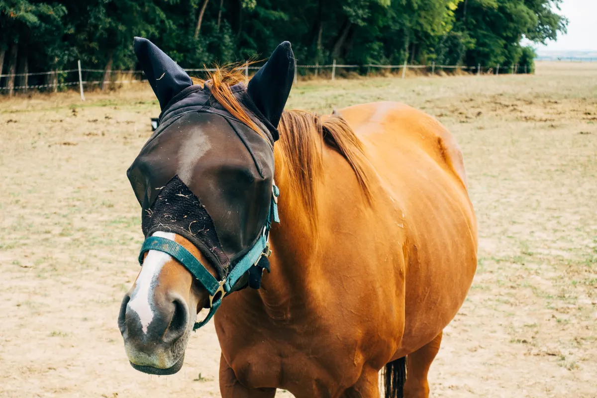 Chestnut horse wearing a horse fly mask in a sunny pasture
