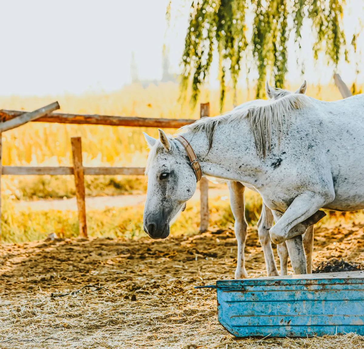 Horse drinking from a water trough in a paddock