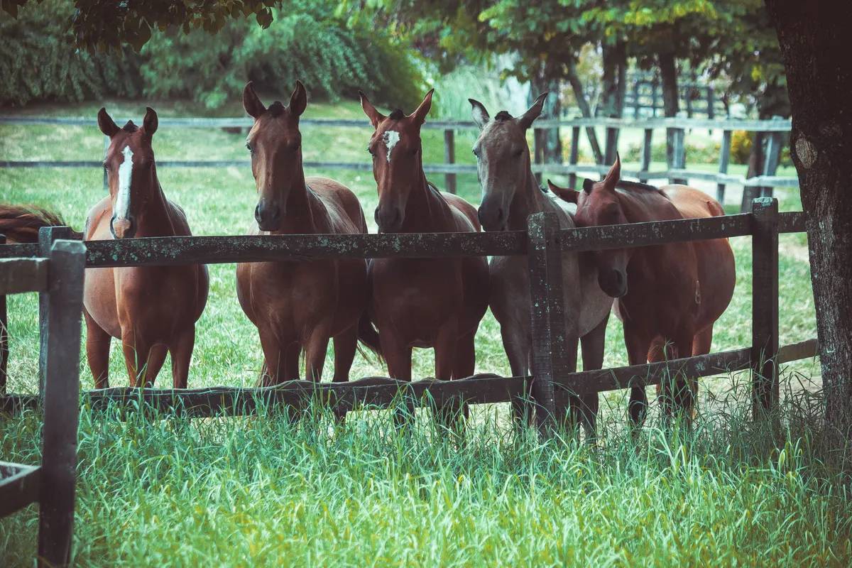 Horses at a wooden pasture fence in summer, the turnout hours a horse fly mask covers