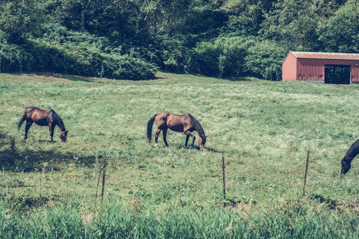 Two horses in a summer field where fly sheets earn their keep