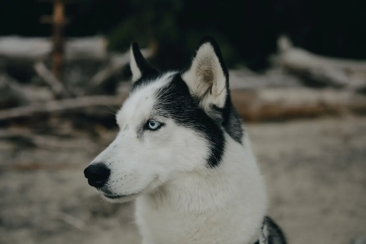 Husky blowing coat, the reason deshedding brushes exist