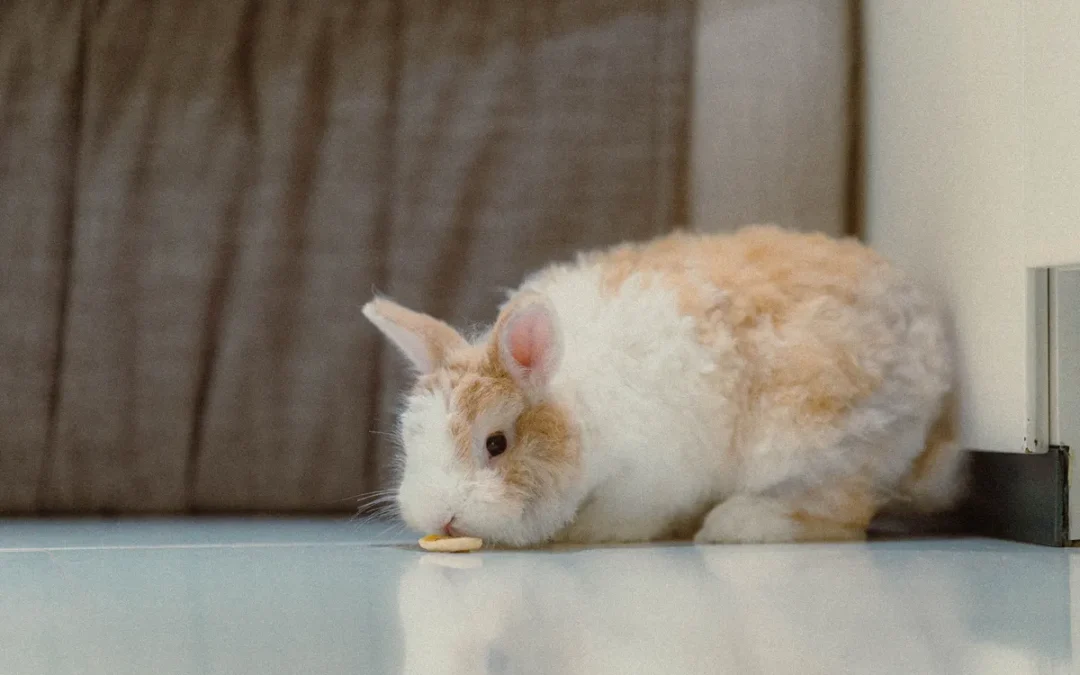 Best Indoor Rabbit Cage 2026: My 9 Picks After Owning Several