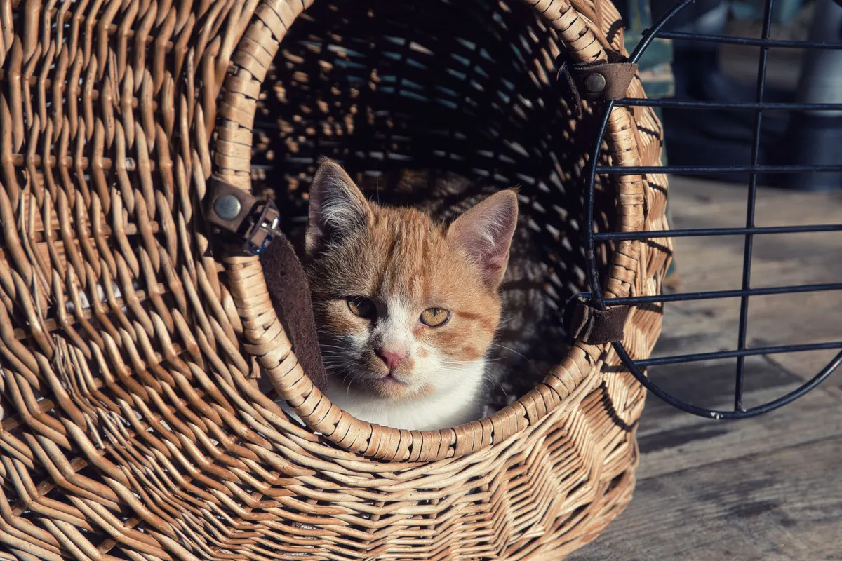 Kitten in a pet carrier, ready for the ride home