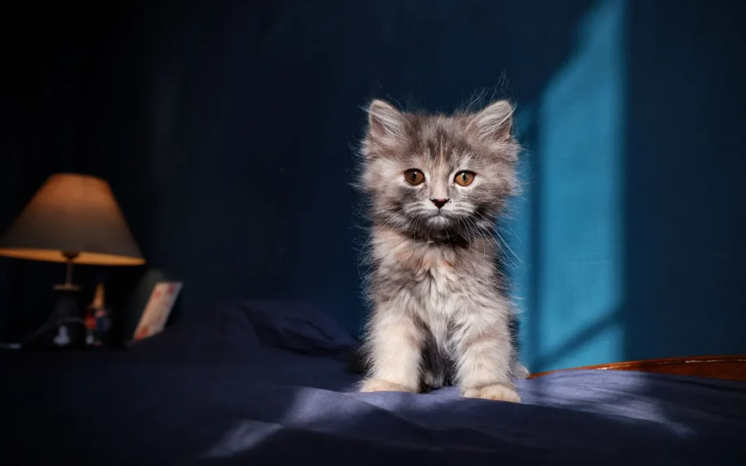 Young kitten at home, the setup a new kitten checklist covers