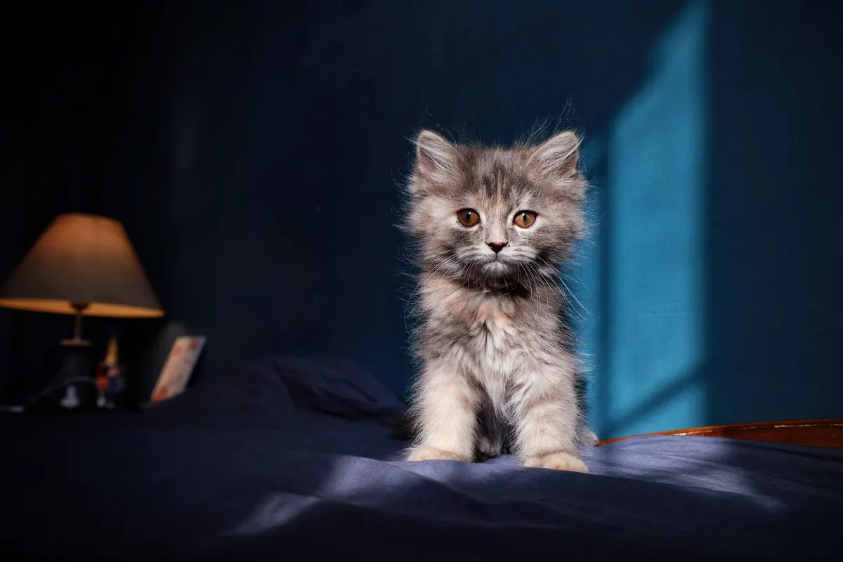 Young kitten at home, the setup a new kitten checklist covers
