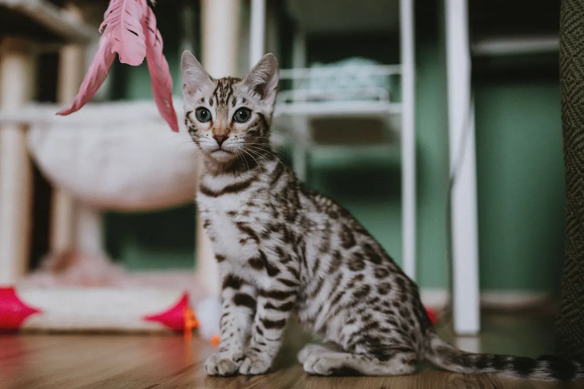 Kitten playing with a toy, the play a kitten needs every day