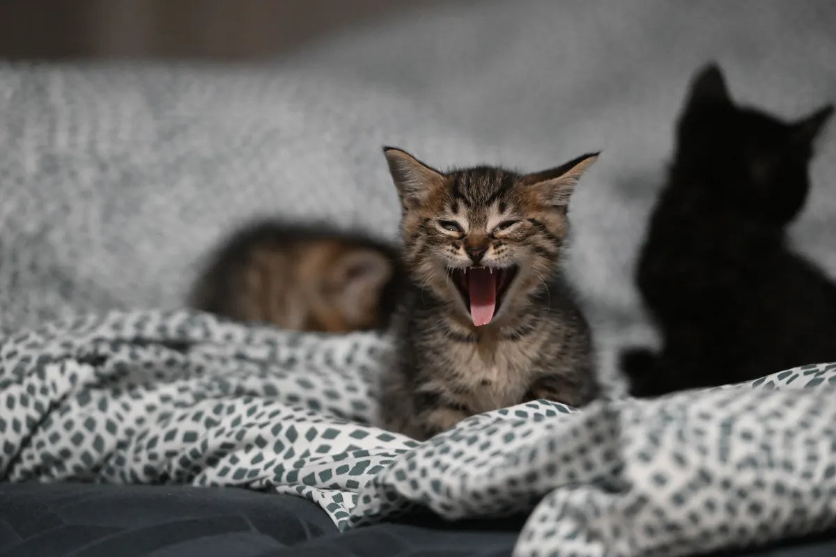 Kitten asleep in a soft bed, the safe corner every kitten needs