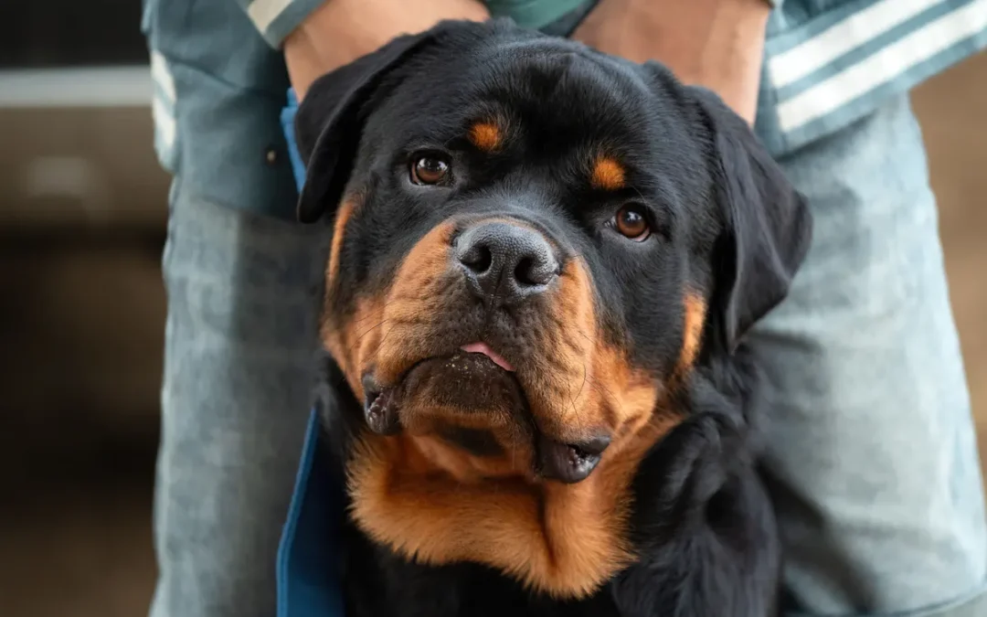 Best Puppy Food for Large Breeds 2026: My 9 Picks After Raising a Mastiff