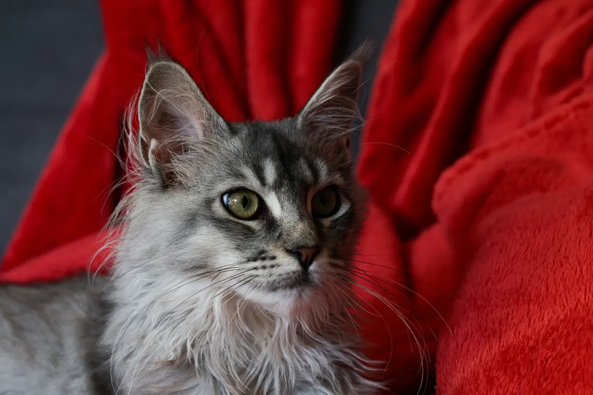 Large Maine Coon, the cat that outgrows most self cleaning litter boxes