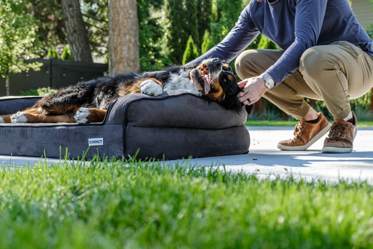 Large dog stretched out on a giant bed, what happens to every human dog bed