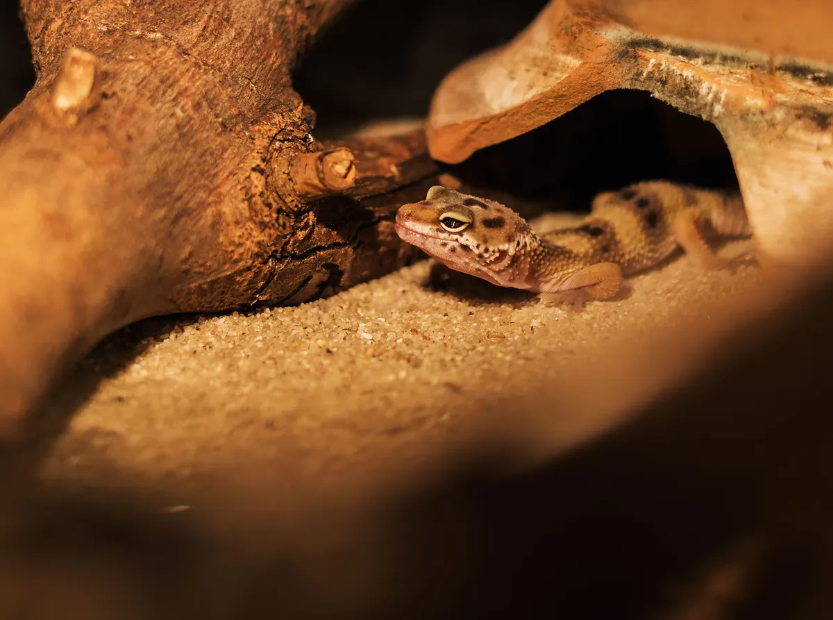 Leopard gecko on sand beside a wooden shelter in its enclosure