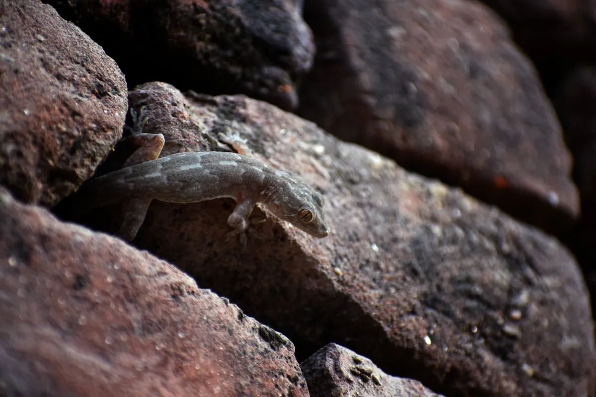A gecko flattened against a rough rock surface