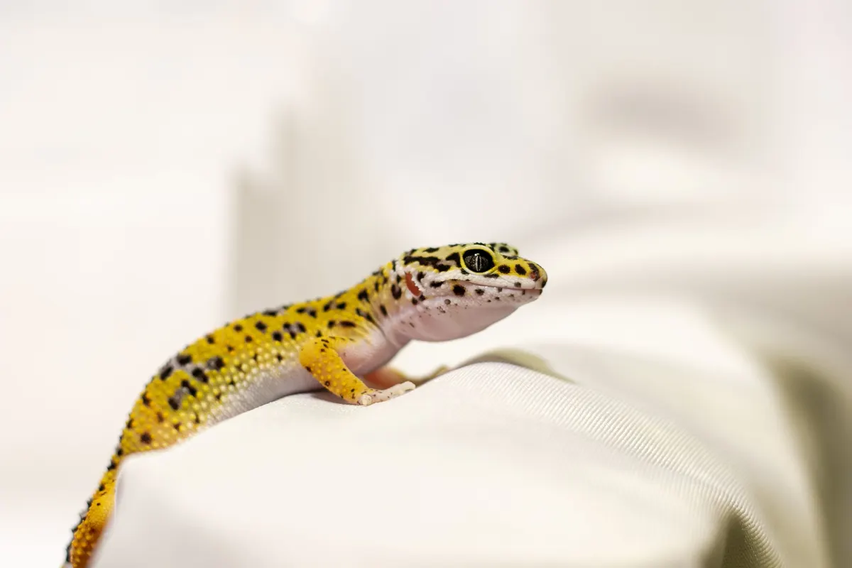 Leopard gecko resting, showing the adult size these tanks have to hold