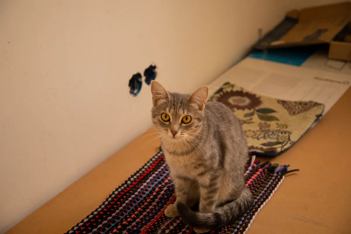 A quiet room corner, where a stainless steel litter box lives