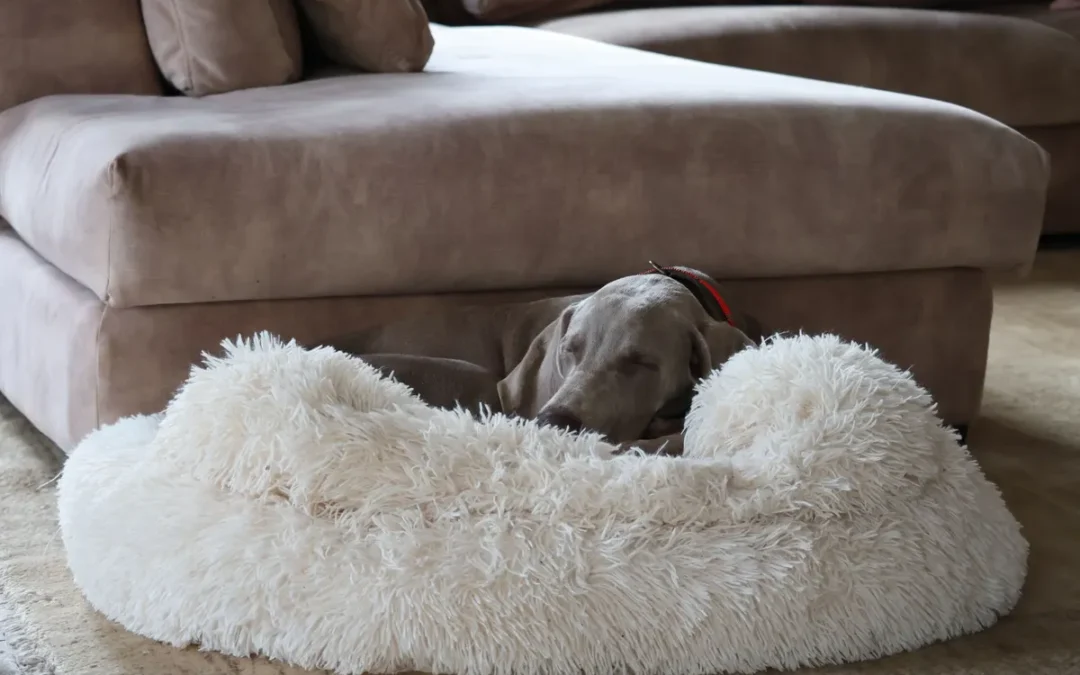 Luxury Dog Beds: 11 Best Picks and Whether They Are Worth It