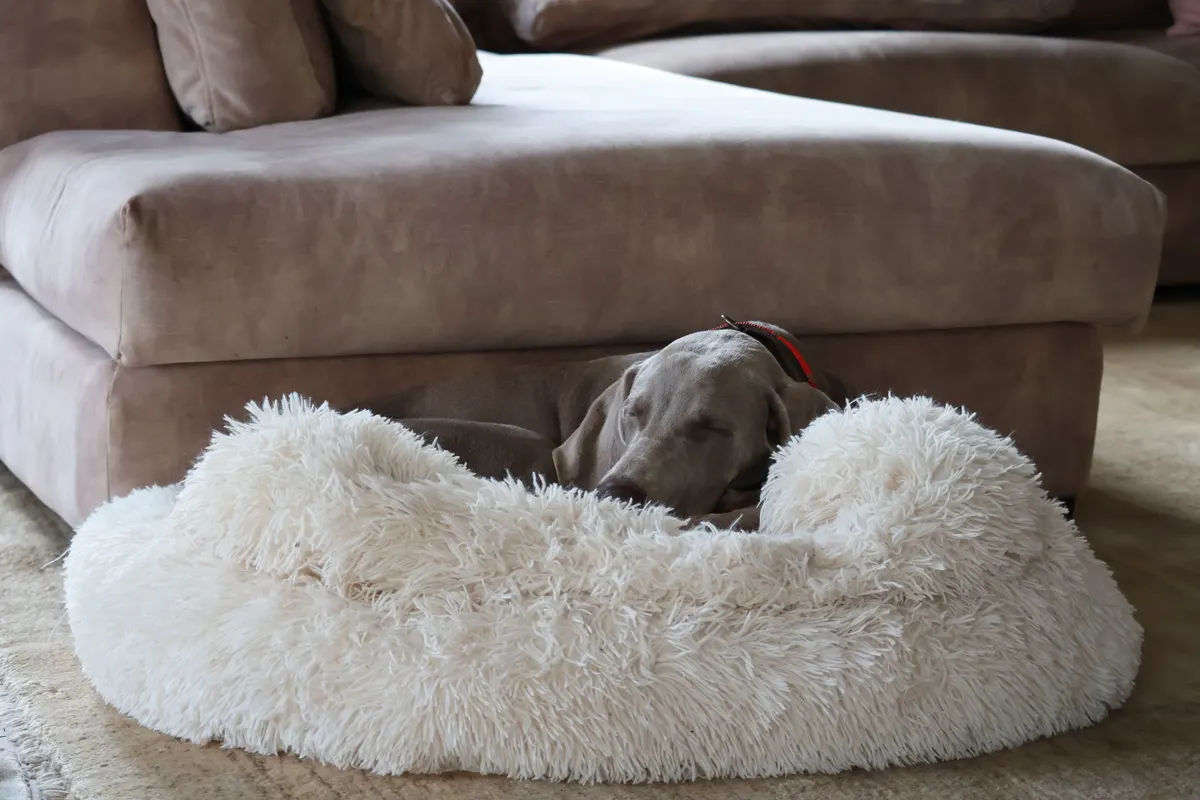 Dog asleep on one of the best luxury dog beds
