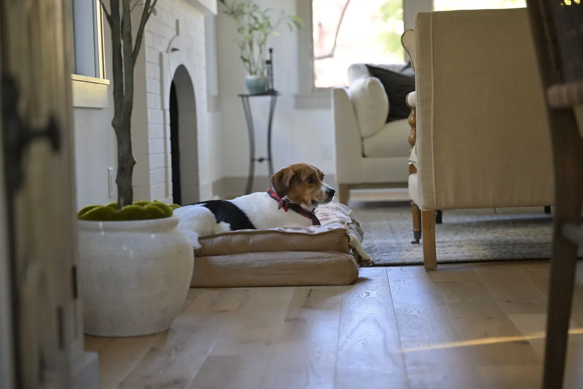 A modern living room where luxury dog beds match the furniture