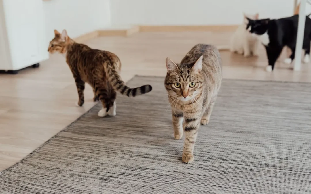 Several cats indoors, the multi cat home a self cleaning litter box has to keep up with