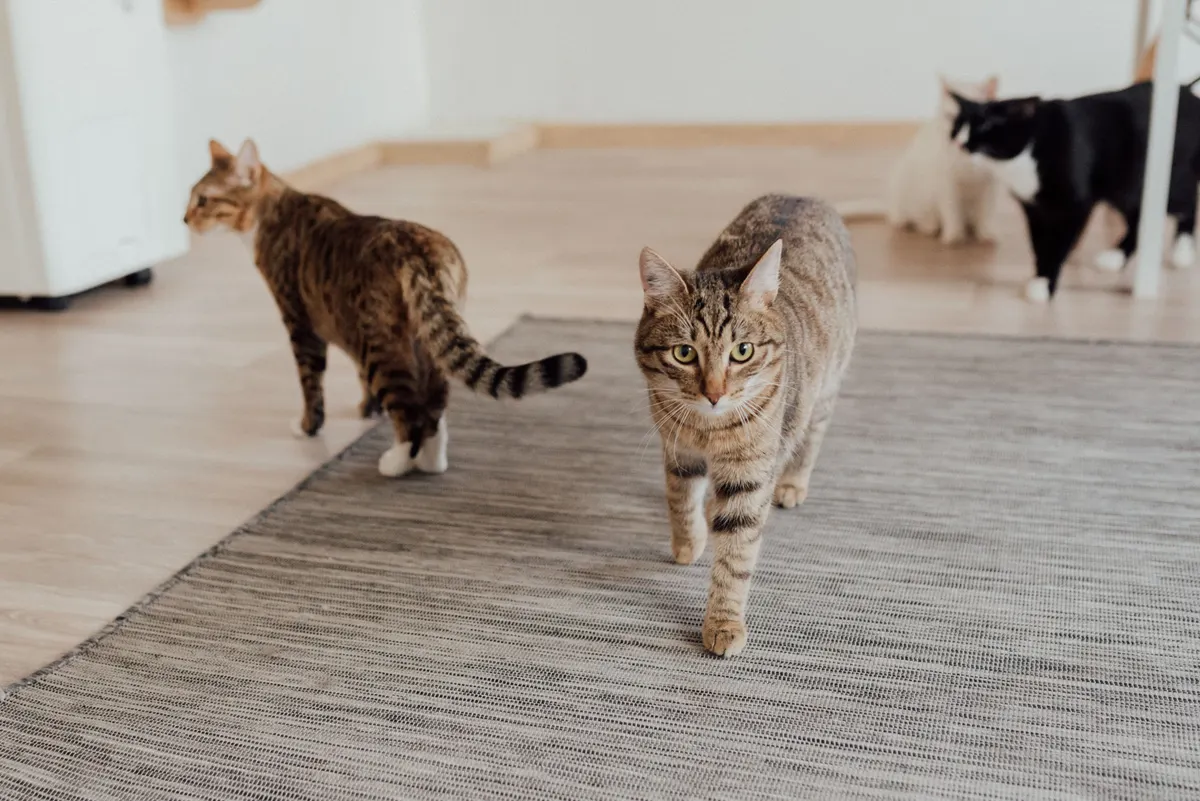 Three cats at home, why you want a self cleaning litter box for multiple cats