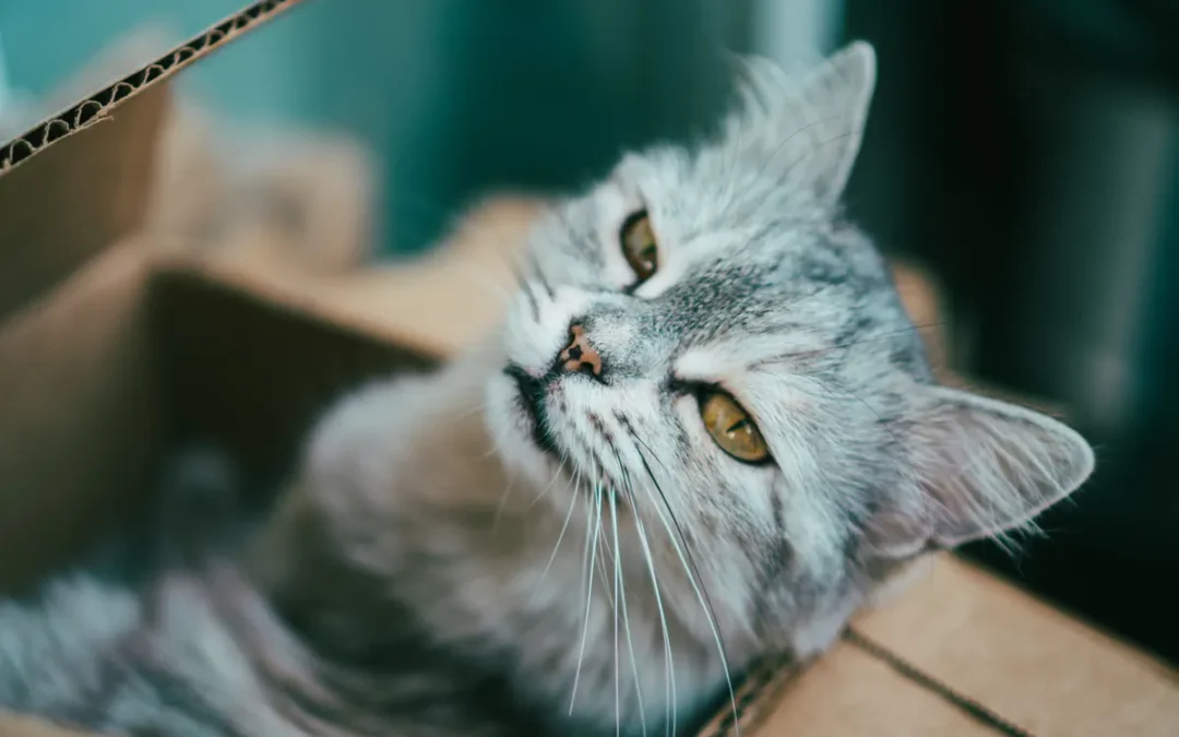 Cat in the litter box, the best odor control cat litter is judged here