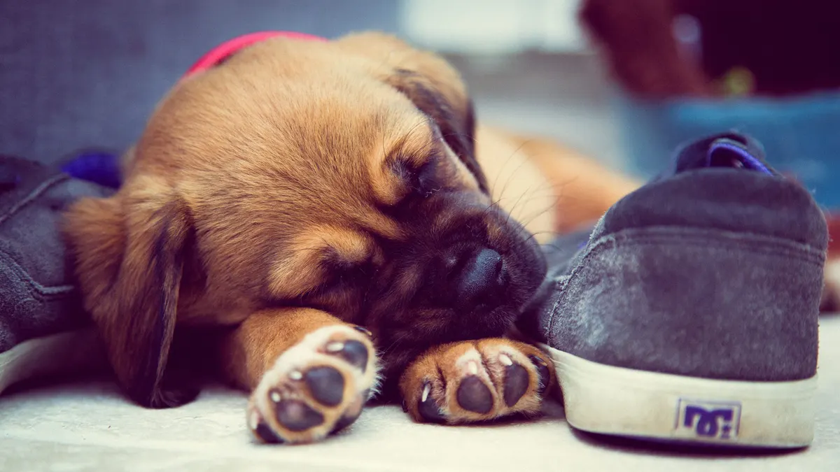 Dog asleep, deep sleep is what an orthopedic dog bed is buying you