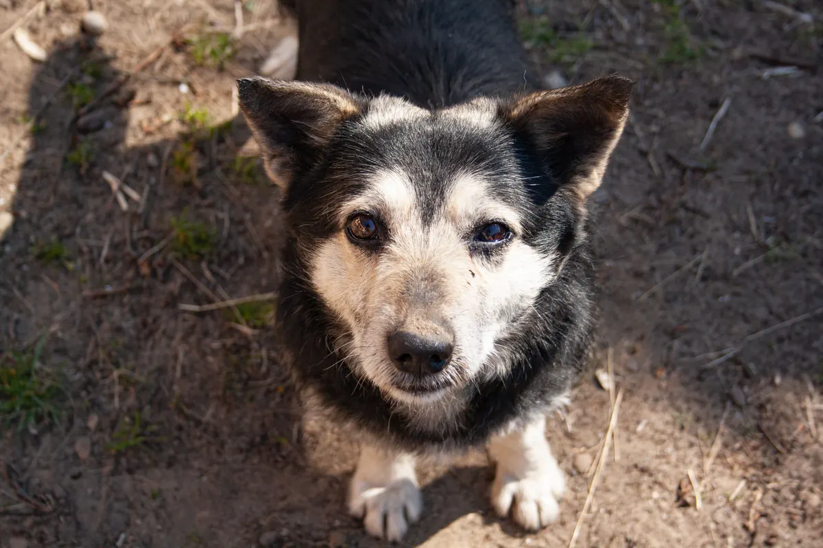Old dog with a grey muzzle, the age when a bed's foam starts to matter