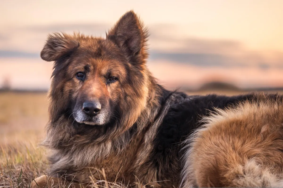 Senior dog lying down, the dog an orthopedic dog bed is built for