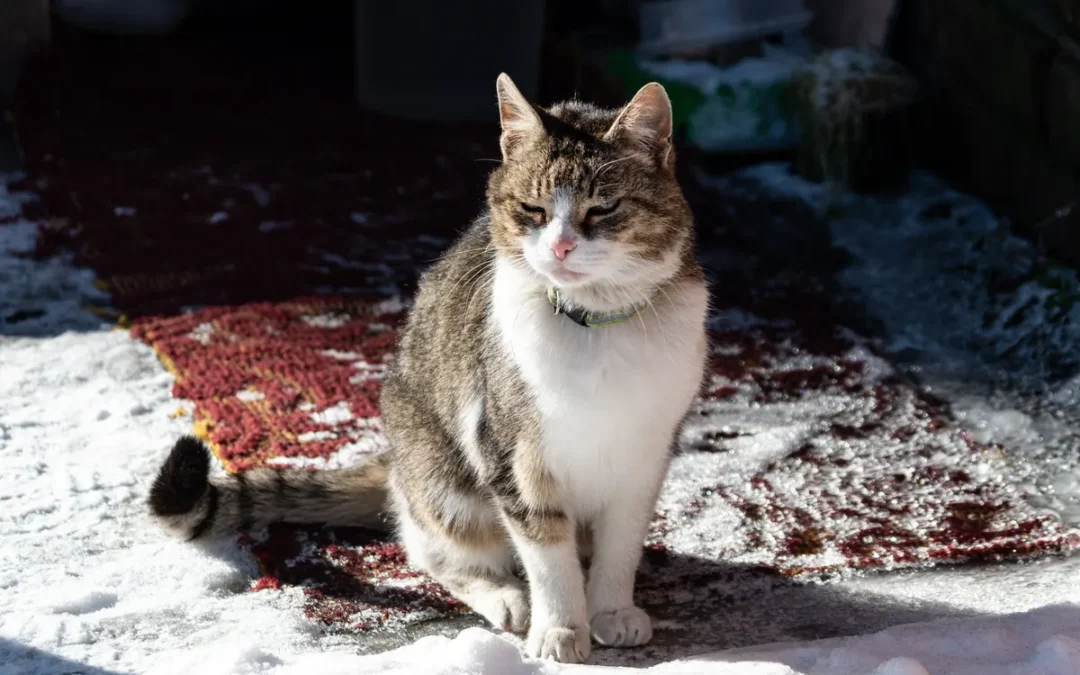 Best Outdoor Cat House 2026: My 10 Picks After Owning Several