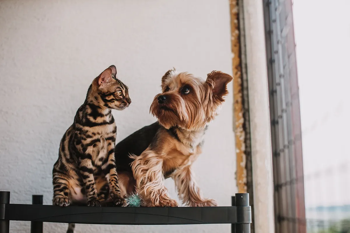 Cat and small dog sitting together by an apartment window