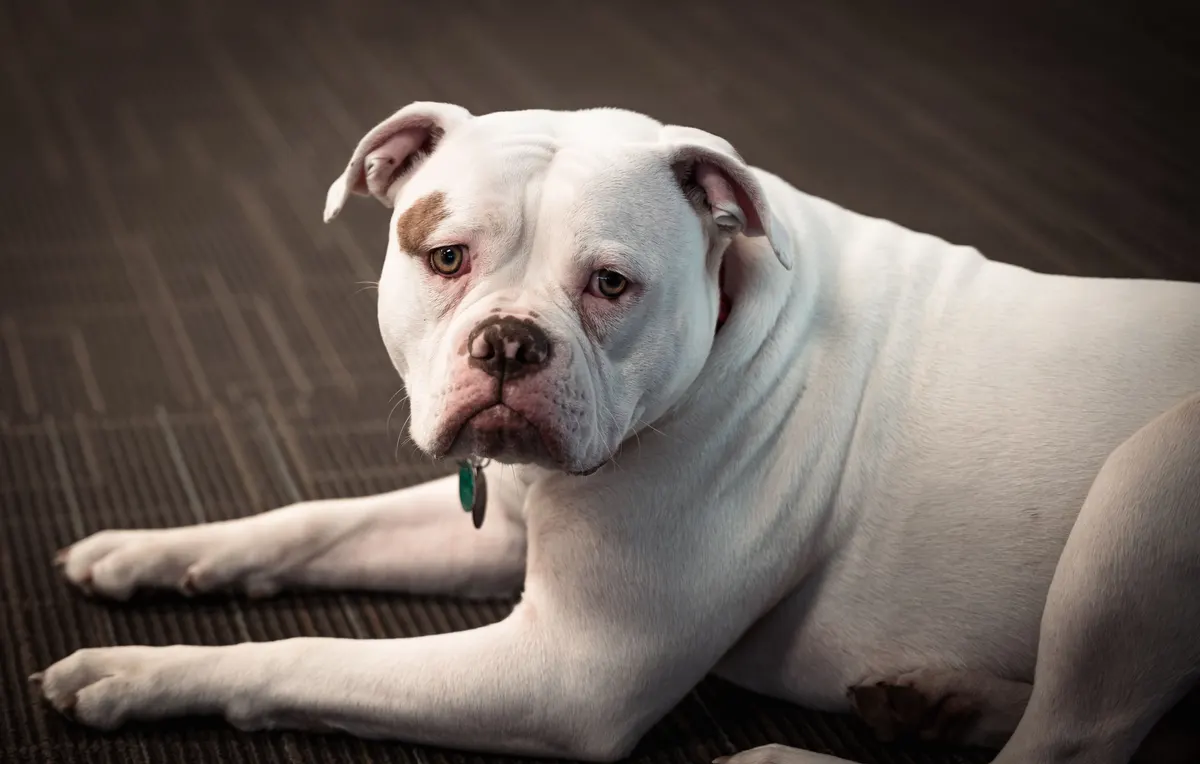 White bulldog resting on the carpet in an apartment
