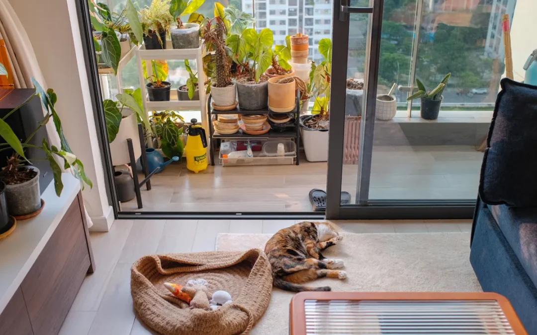 Cat sitting in a tidy apartment living room, the first room to pet proof your apartment