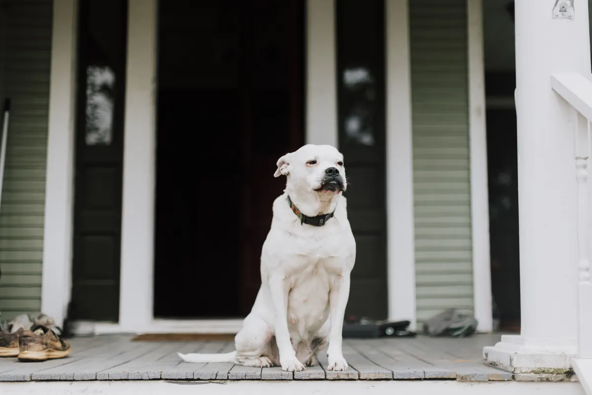 White dog waiting on the porch of a rental home