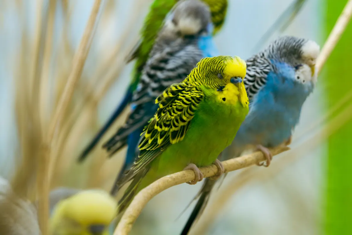 Parakeet on a perch, the perches that come with a bird cage for parakeets