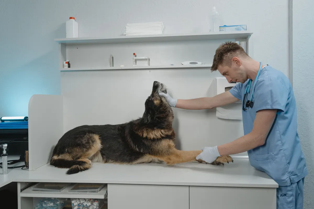 A dog at a vet appointment, part of owning a pet at home