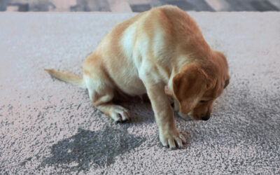 Best Pet Stain Remover Review: Top On The Market in 2019!