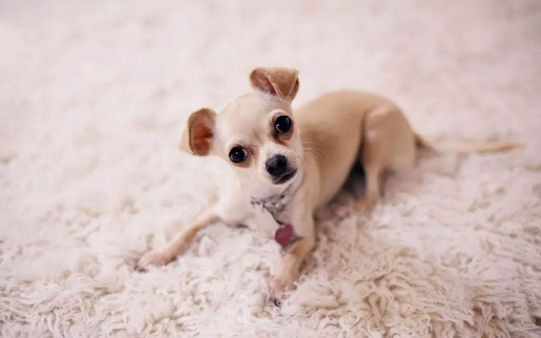 Best Pet Stain Remover 2026: My 11 Picks After Owning Several